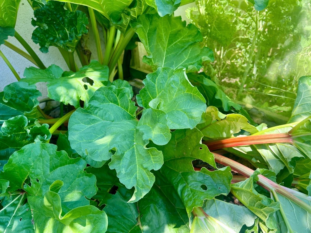 Fresh rhubarb growing in the garden with large green leaves and pink-red stalks