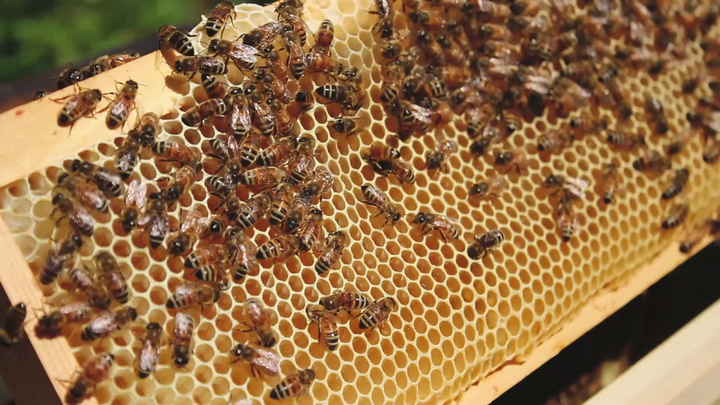 Honey Bees from Glenholt Honey