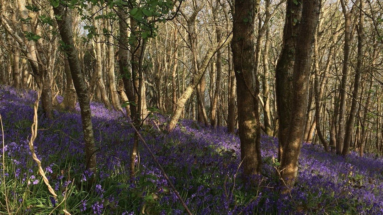 Beautiful Bluebells