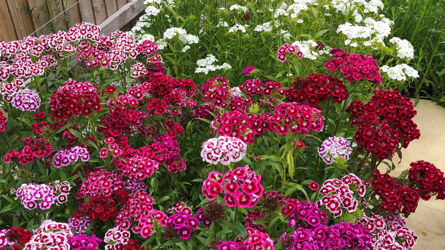 Floral Inspiration from a Devonshire Flower Farm
