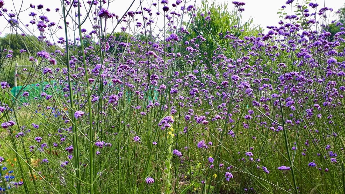 Verbena in a Cornish garden from Helen Round