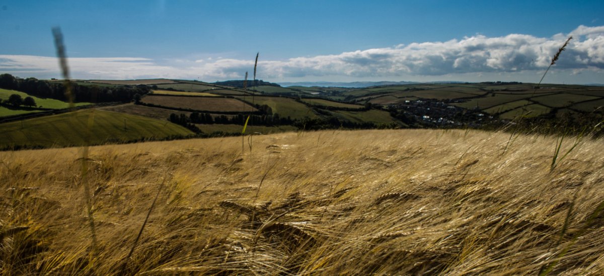 View of the Sea from Maker Heights, Cornwall over wheat fields near Helen Round Studio