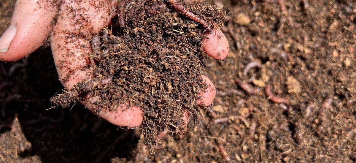 Helen Round worm composting