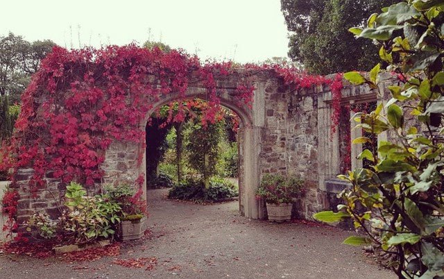 Autumn colours over the archway in the Barrow Centre, Mount Edgcumbe