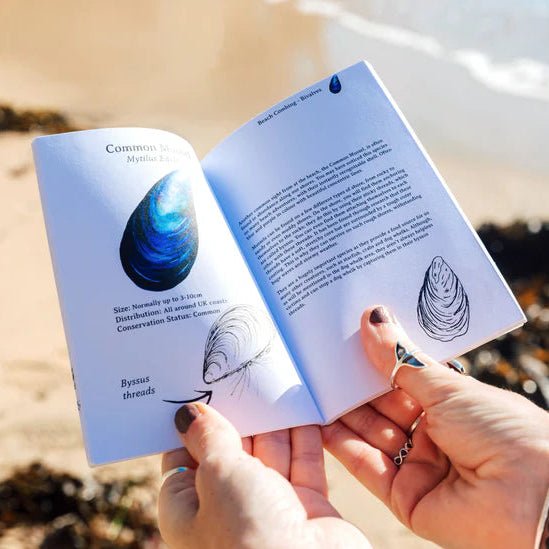 Beach Combing Pocket Guide by Rachaeln Farrar sold by Helen Round