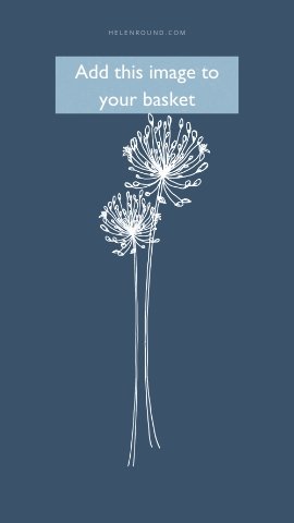 Agapanthus Screensaver from Helen Round